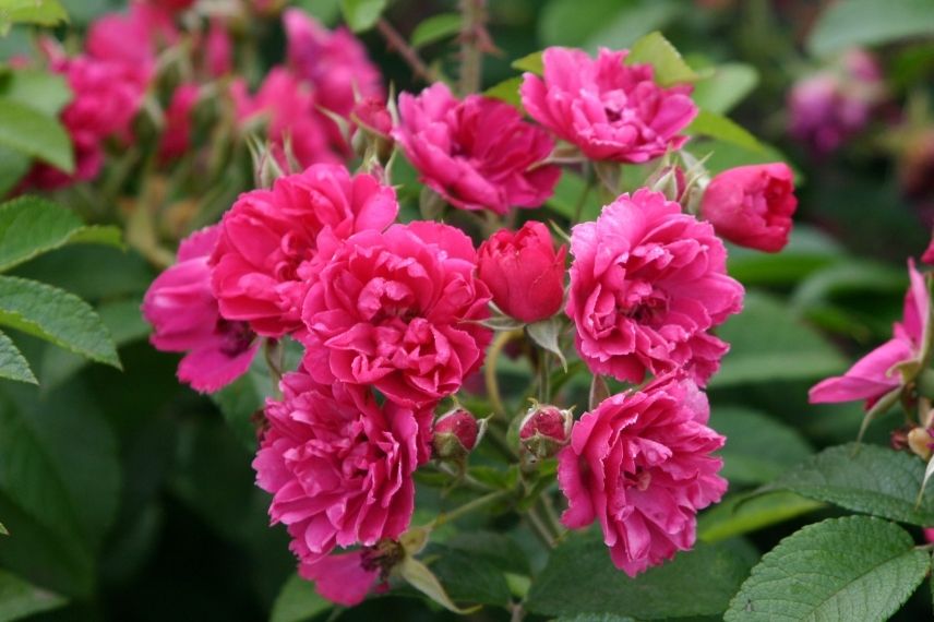 rosier ancien à fleurs frangées rose vif 