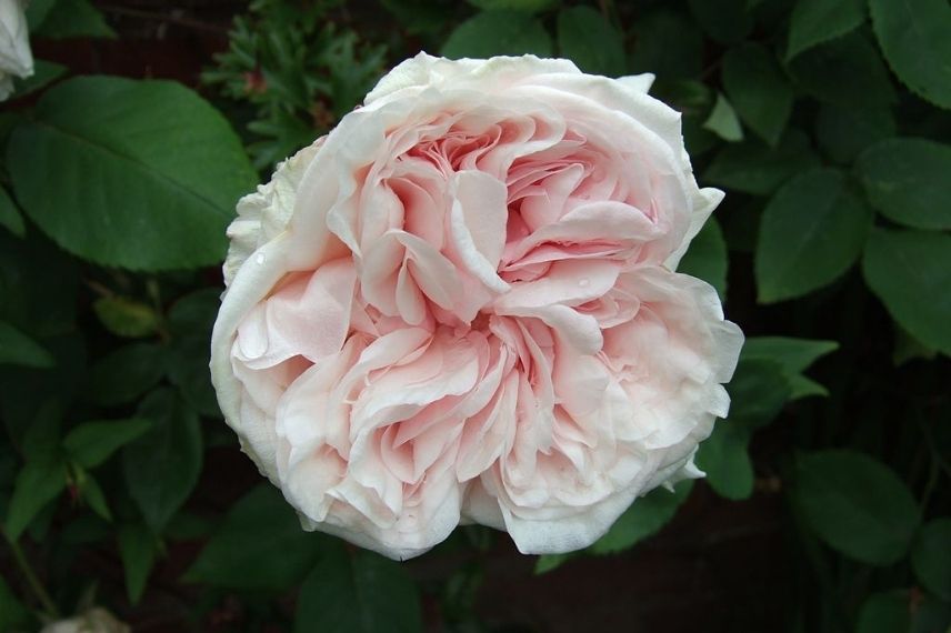 rosier ancien à fleurs doubles roses pâle