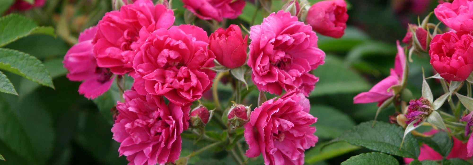 9 rosiers anciens à fleurs roses