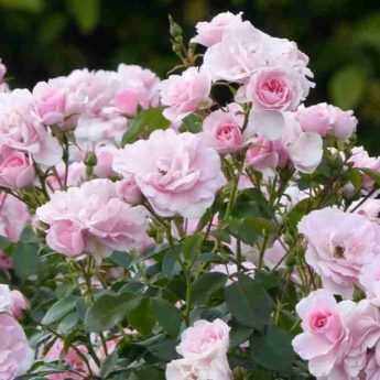 10 rosiers arbustifs à fleurs roses