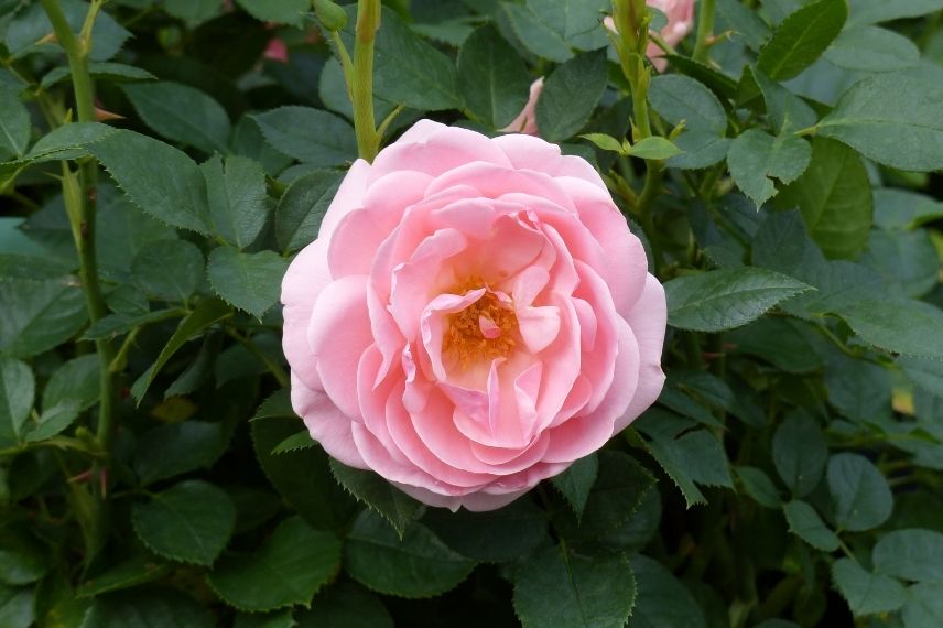 rosier arbustif à fleurs semi-doubles roses au parfum framboise