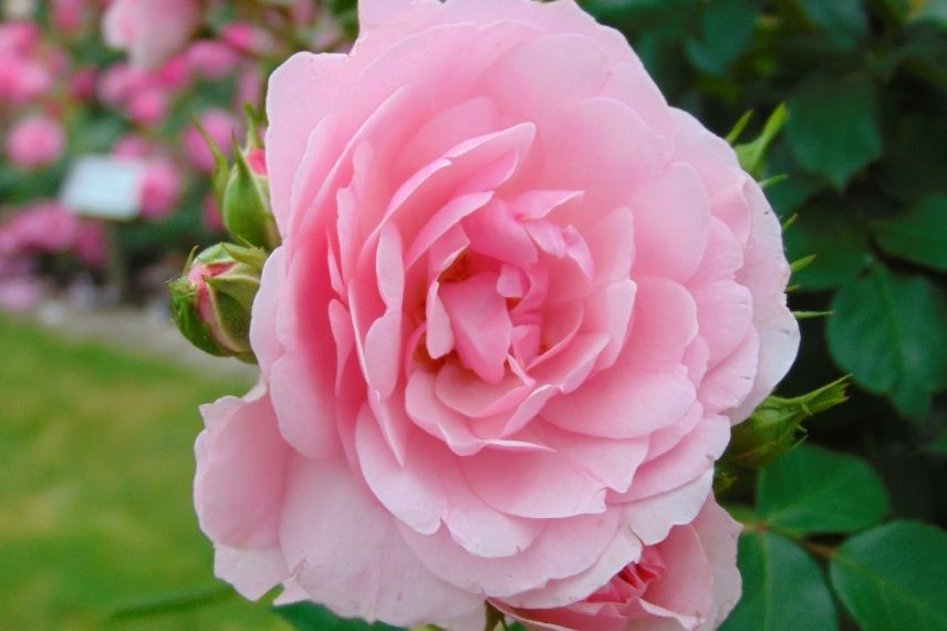 rosier arbustif à fleurs doubles rose tendre
