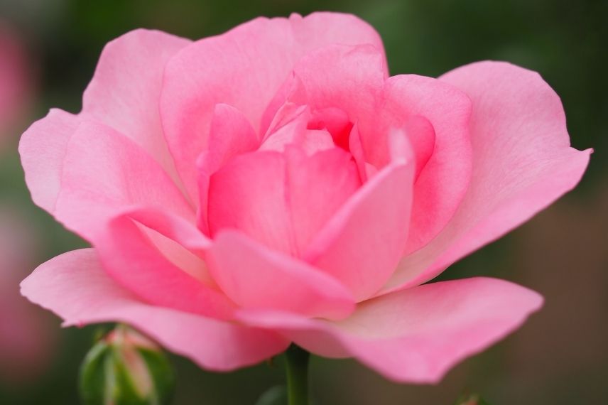 rosier arbustif Georges Delbard à fleurs roses