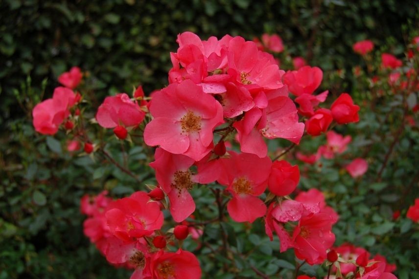 rosier arbustif à fleurs simples rose corail