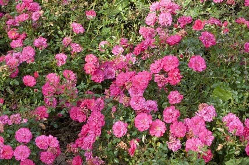 rosier arbustif à fleurs semi-doubles roses