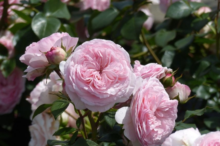 rosier arbustif à fleurs doubles au parfum citron