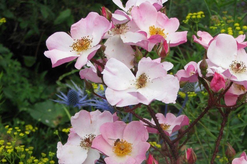 rosier arbustif à fleurs d'églantine roses