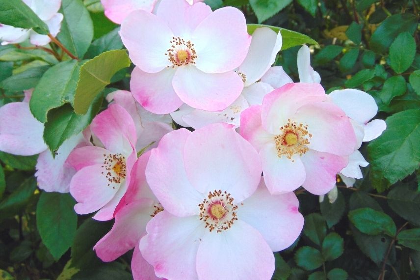 rosier arbustif à fleurs roses