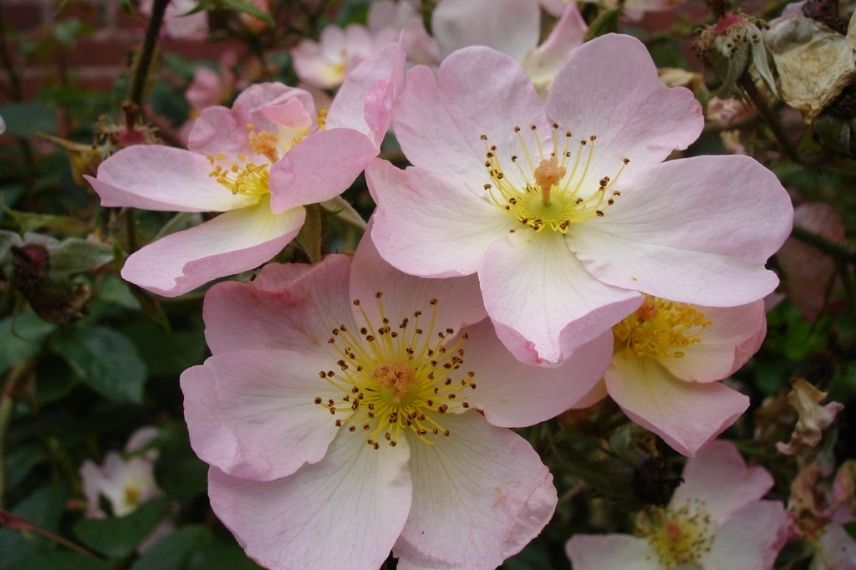 rosier arbustif à fleurs simples d'églantine blanc rosé