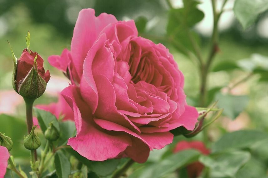 rosier arbustif à grandes fleurs roses