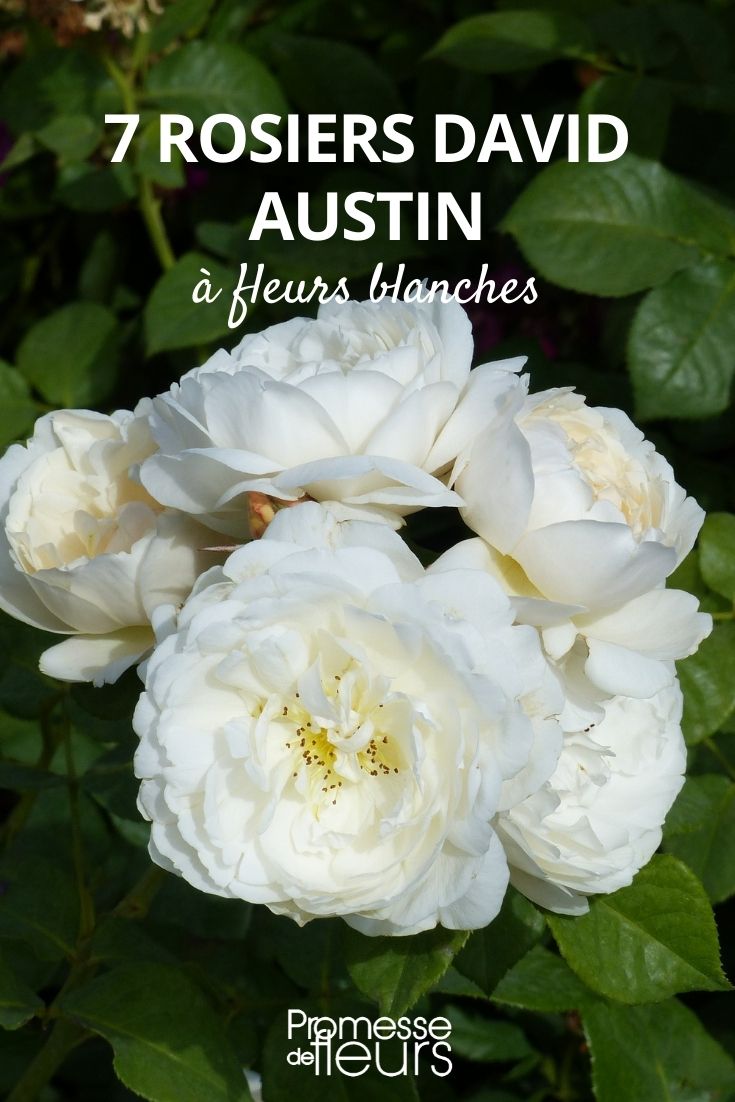 7 rosiers anglais David Austin à fleurs blanches - Promesse de Fleurs