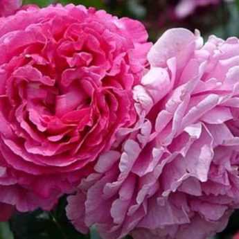 9 rosiers buissons à grandes fleurs roses