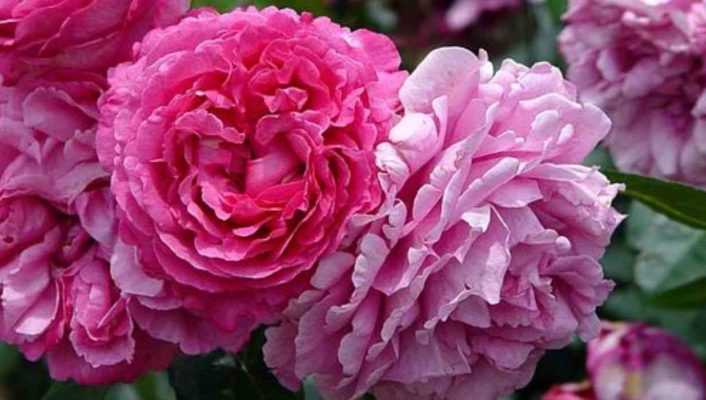 9 rosiers buissons à grandes fleurs roses