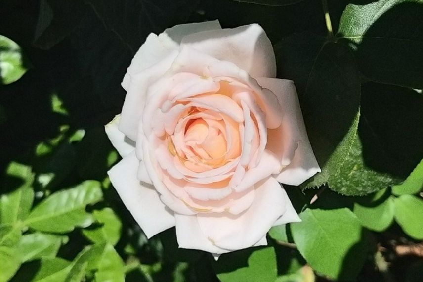 rosier buisson à grandes fleurs rose abricot