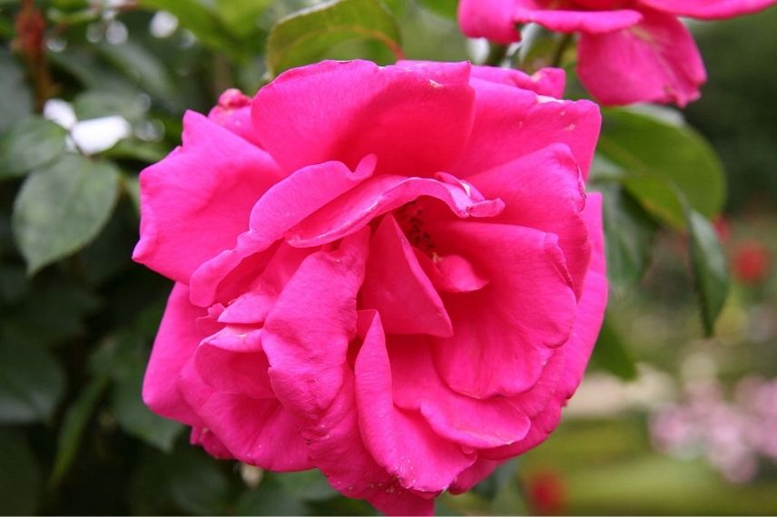 rosier buisson à grandes fleurs rose vif