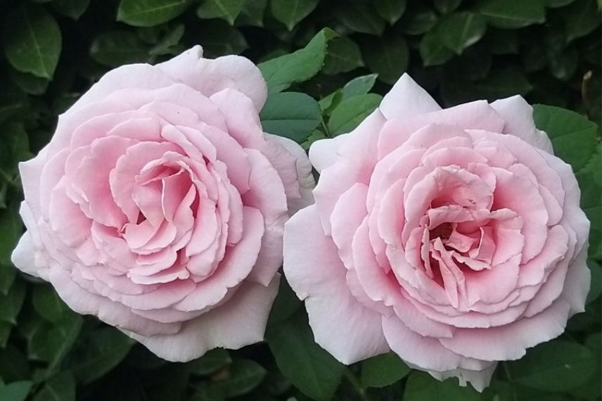 rosier buisson Meilland à grandes fleurs roses parfumées