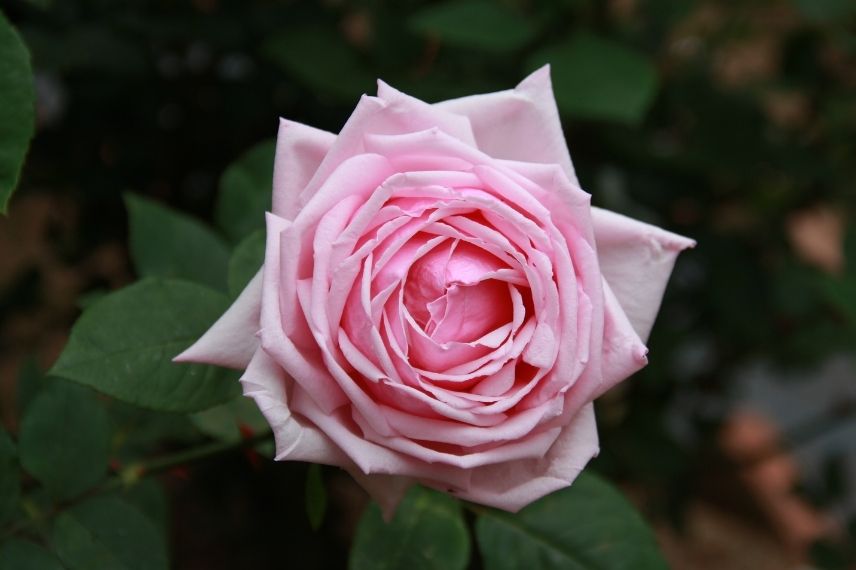 rosier buisson à grandes fleurs roses, premier rosier hybride de thé