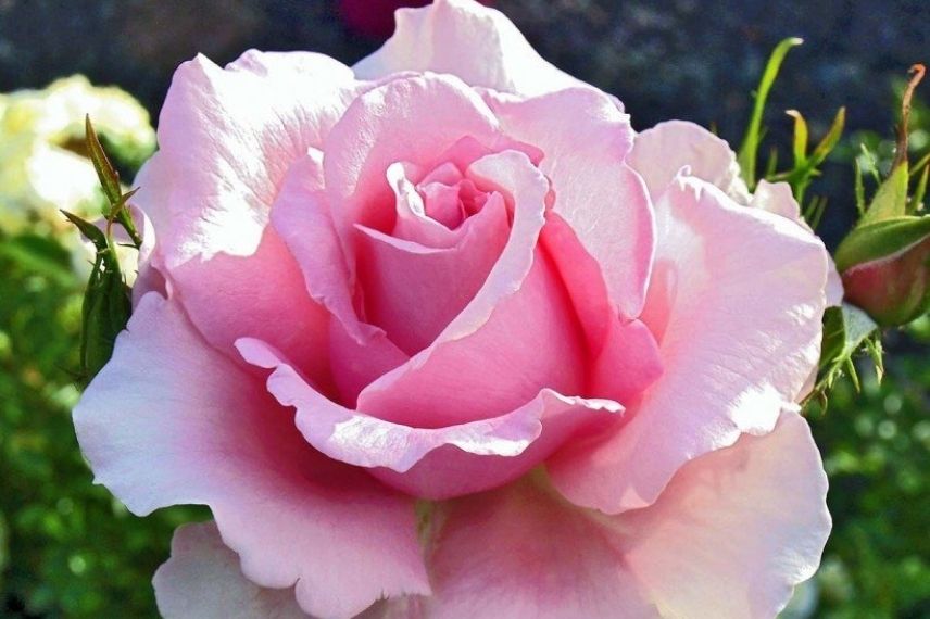 rosier buisson à grandes fleurs rose pastel