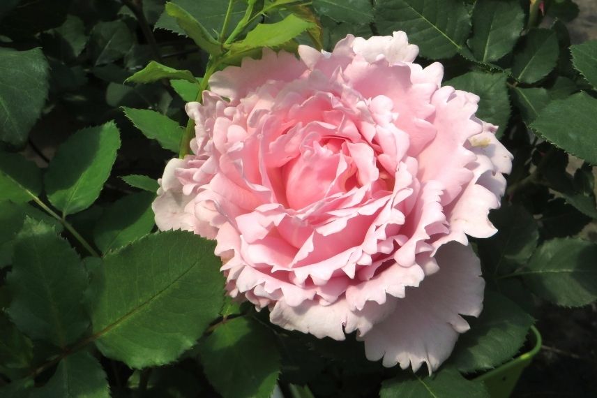 rosier buisson à grandes fleurs roses dentelées
