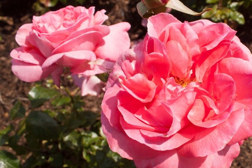 rosier buisson à grandes fleurs rose magenta saumon