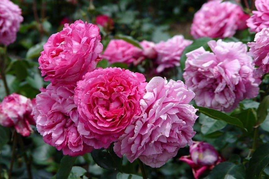 rosier buisson Meilland à grandes fleurs roses