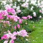10 rosiers couvre-sols à fleurs roses