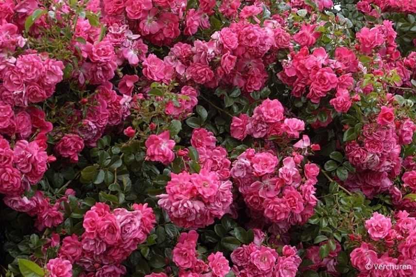 rosier couvre-sol rose vif