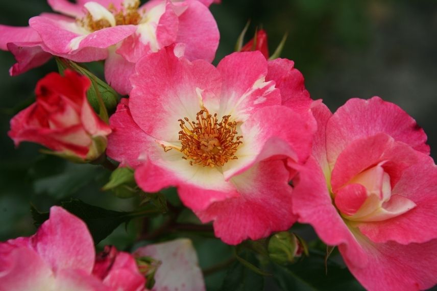 rosier couvre-sol à fleurs d'églantine roses