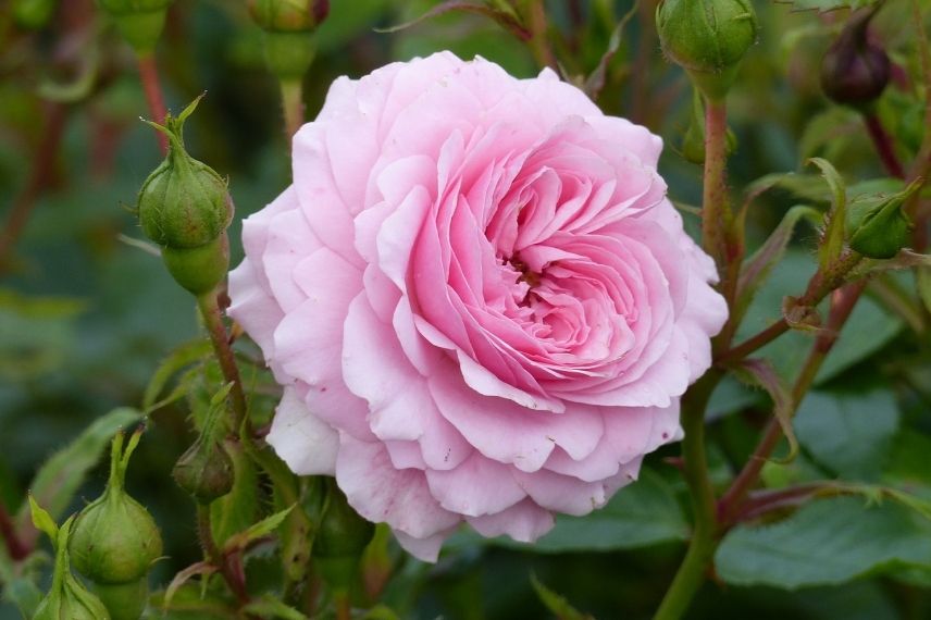 rosier couvre-sol Kordes rose label ADR
