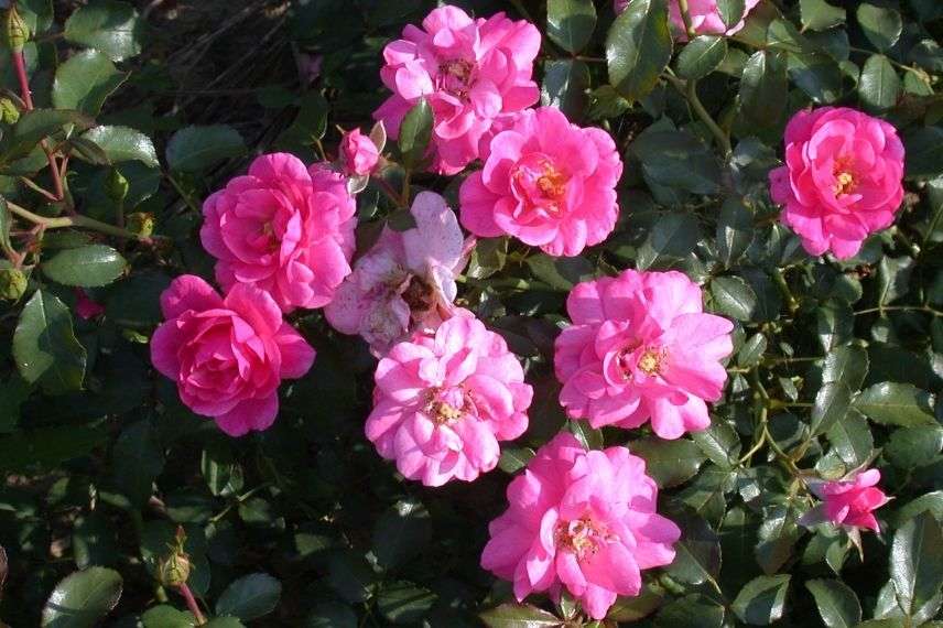 rosier couvre-sol rose fuchsia