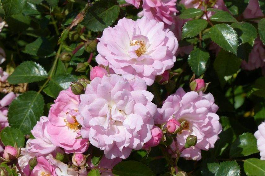 rosier couvre-sol Tantau rose 