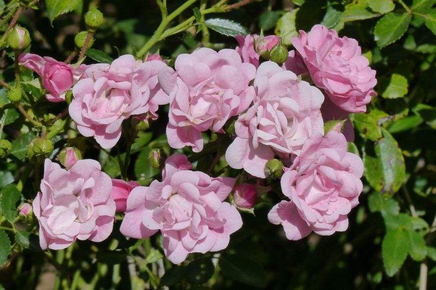 rosier couvre-sol fleurs doubles rose pâle