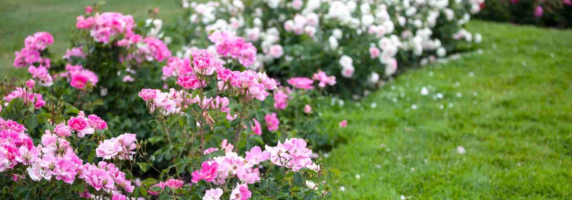 10 rosiers couvre-sols à fleurs roses