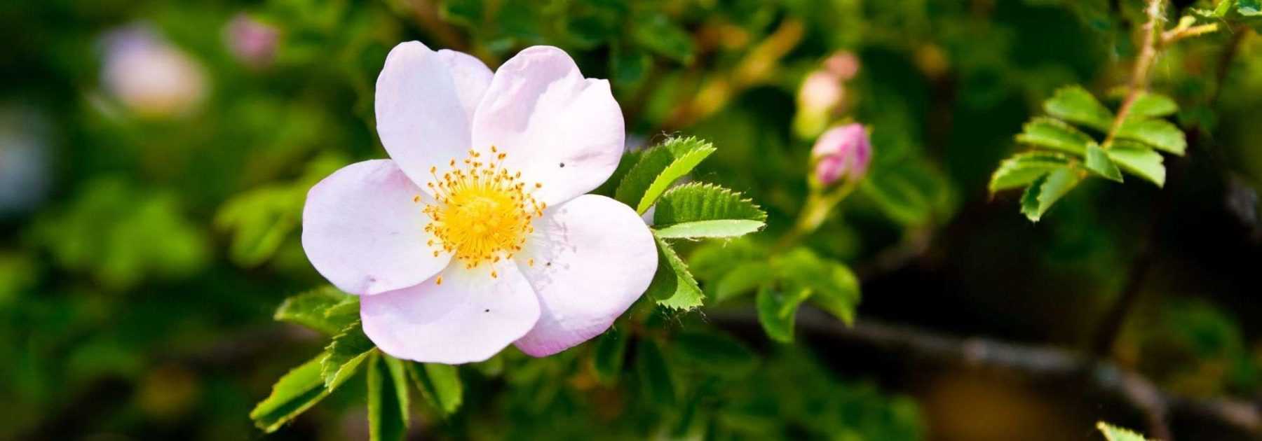 9 rosiers à fleurs d’églantine roses