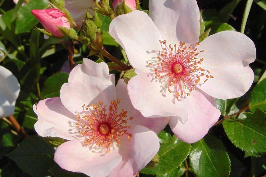 rosier à fleurs d'églantine rose pâle