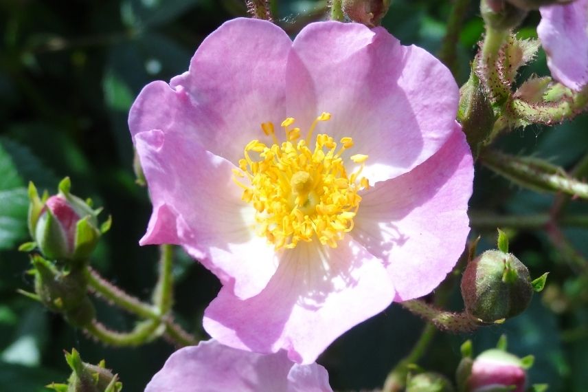 rosier parfumé à fleurs d'églantine roses