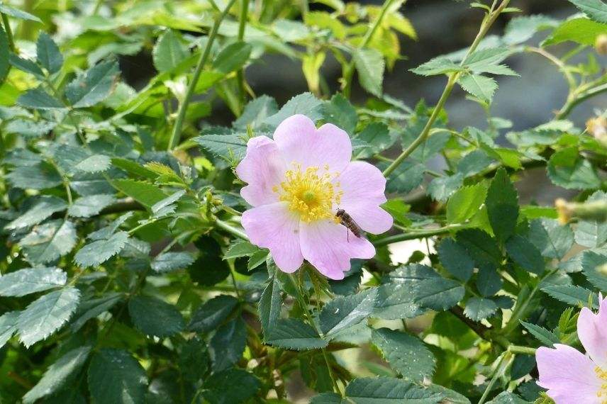 rosier à fleurs d'églantine roses, rosier sauvage rose