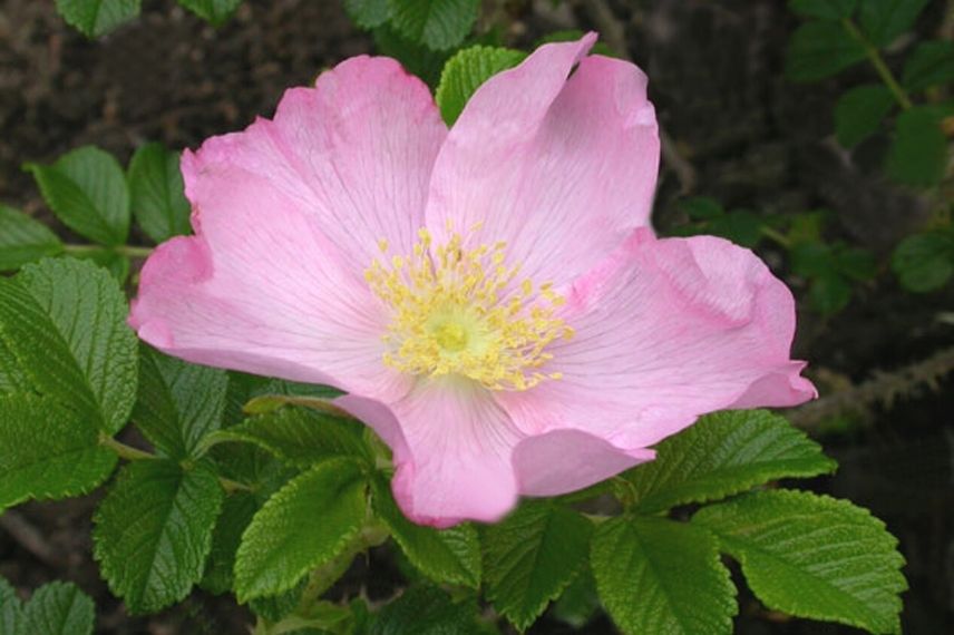 rosier rugueux à fleurs d'églantine roses