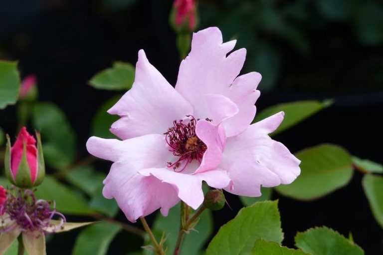 9 rosiers à fleurs d’églantine roses Promesse de Fleurs — free download