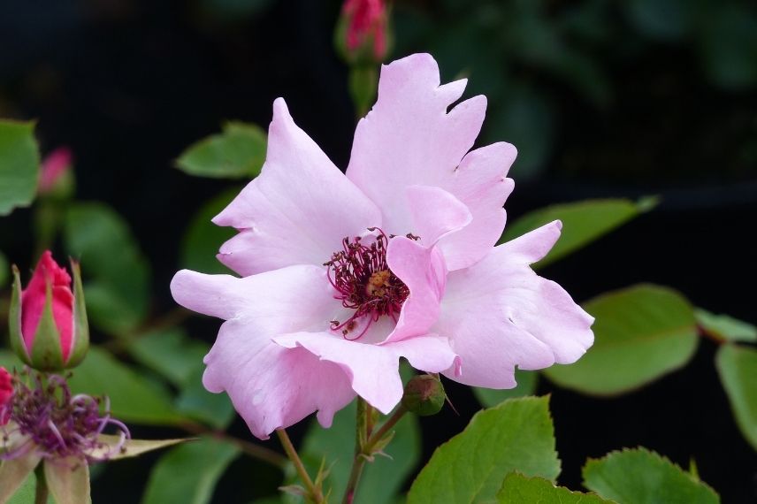 rosier à grandes fleurs d'églantine roses