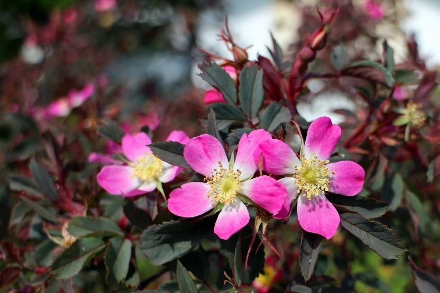 rosier bleuté à fleurs d'églantine roses