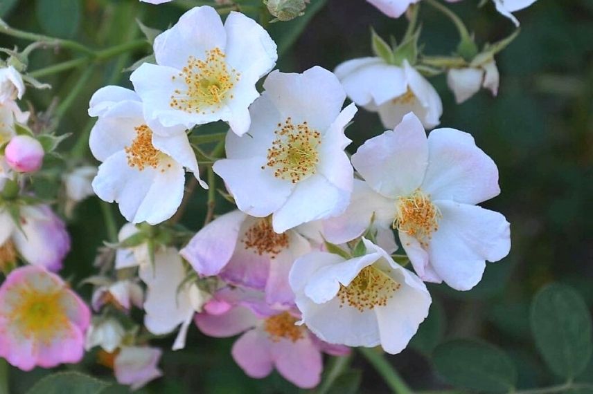 rosier liane à fleurs d'églantine roses