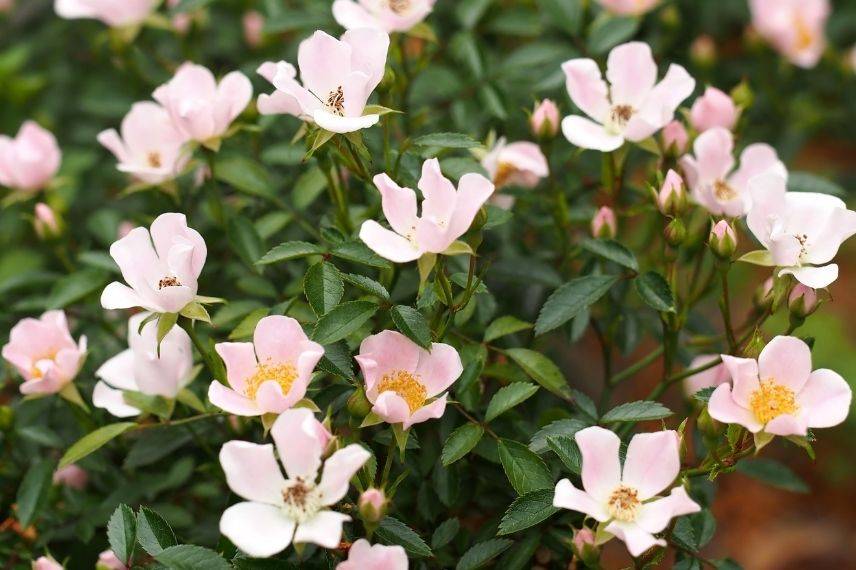 rosier couvre-sol à fleurs d'églantine roses