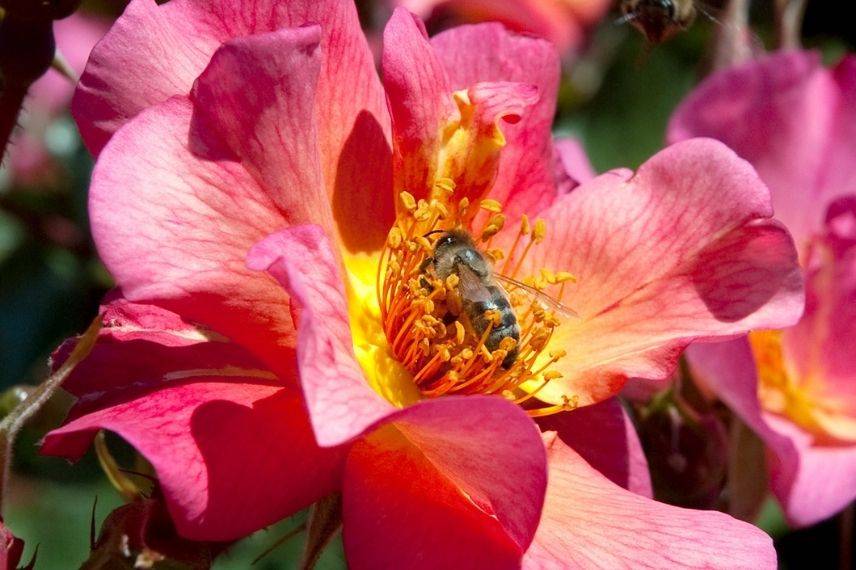 rosier à fleurs d'églantine rose orangé