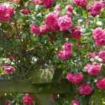 Rosiers grimpants : 8 variétés à fleurs roses