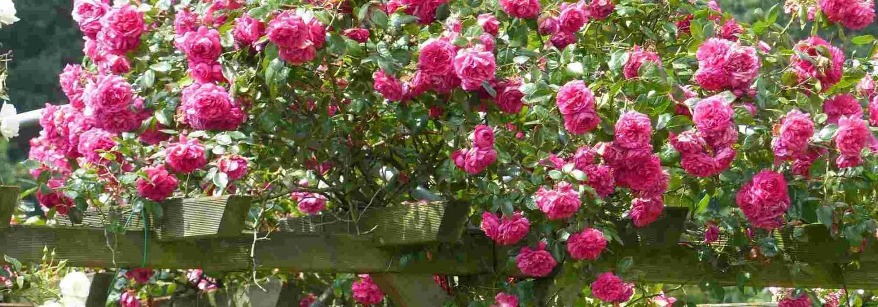 Rosiers grimpants : 8 variétés à fleurs roses