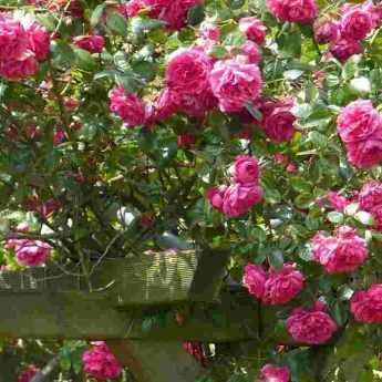 Rosiers grimpants : 8 variétés à fleurs roses