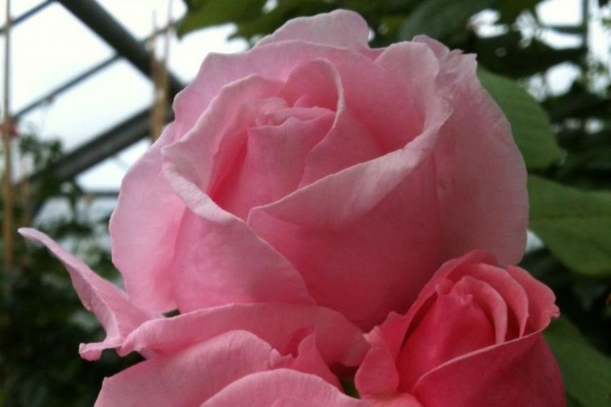 rosier grimpant à fleurs roses