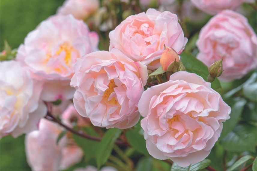 rosier grimpant à fleurs roses