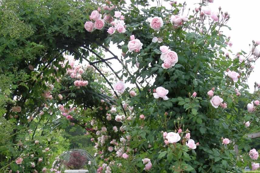 rosier grimpant à fleurs roses